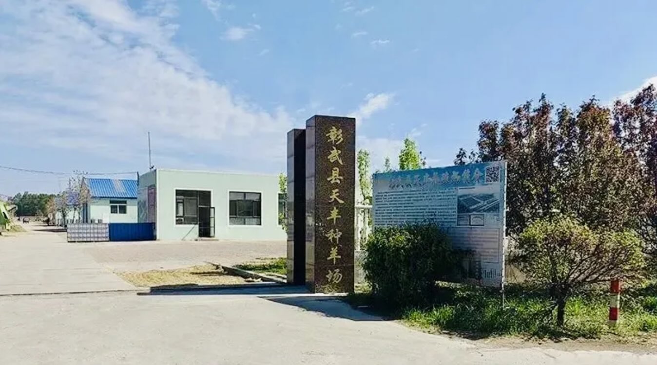 彰武天丰种羊