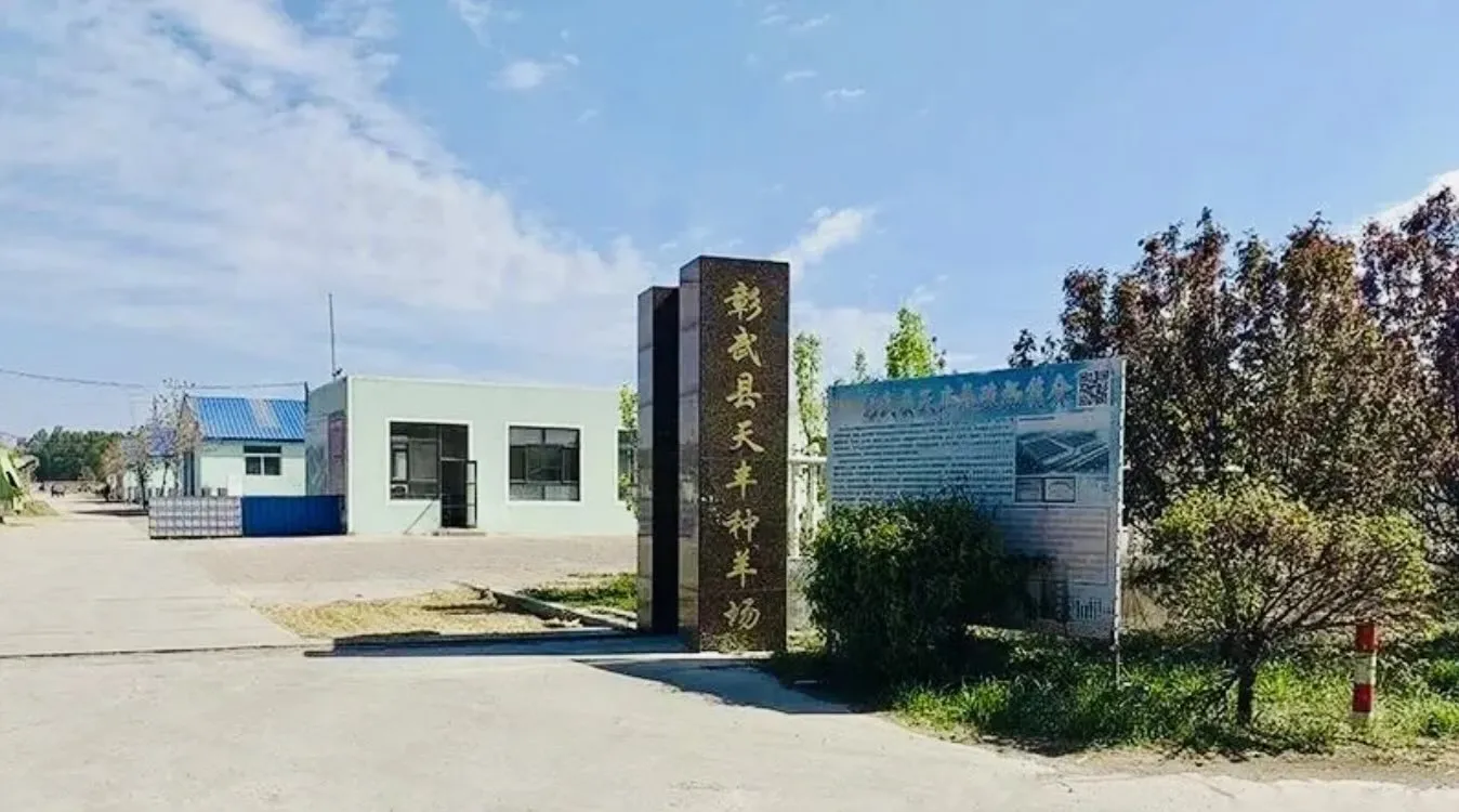 彰武天丰种羊