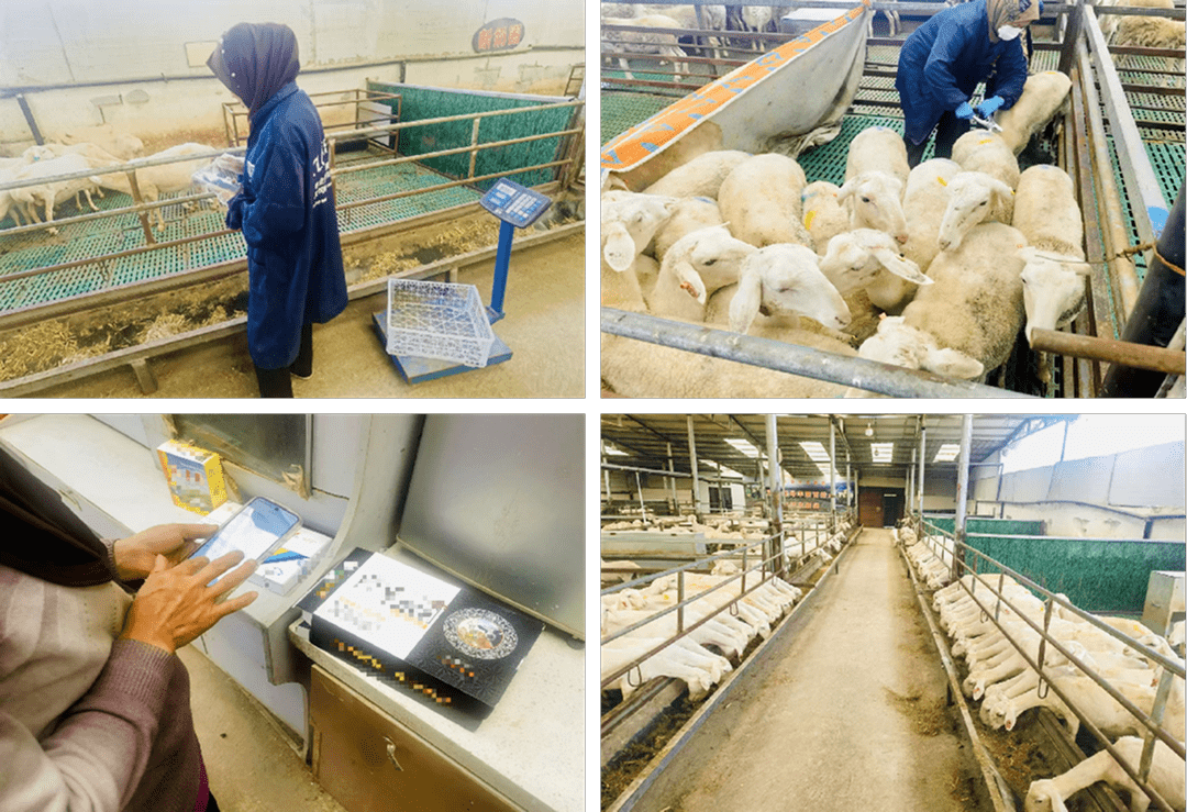 一牧羊系统界面